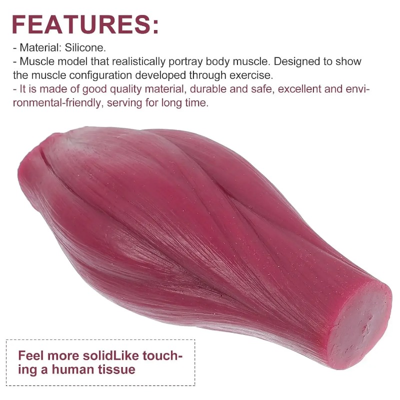 Nutrition Of Fitness - 1-pound Human Muscle and Fat Replication