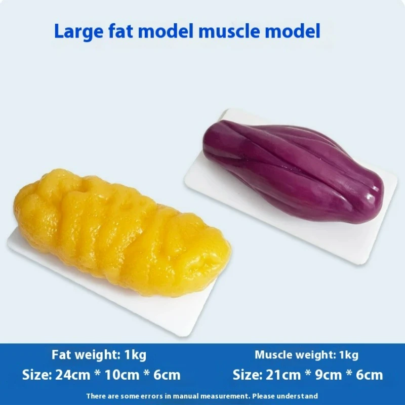 Human Muscle and Fat Replicas  - Nutrition Of Fitness ulasan dan harga